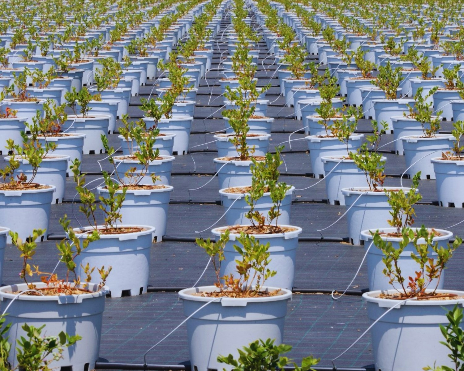 Rows of blueberry pots with irrigation system