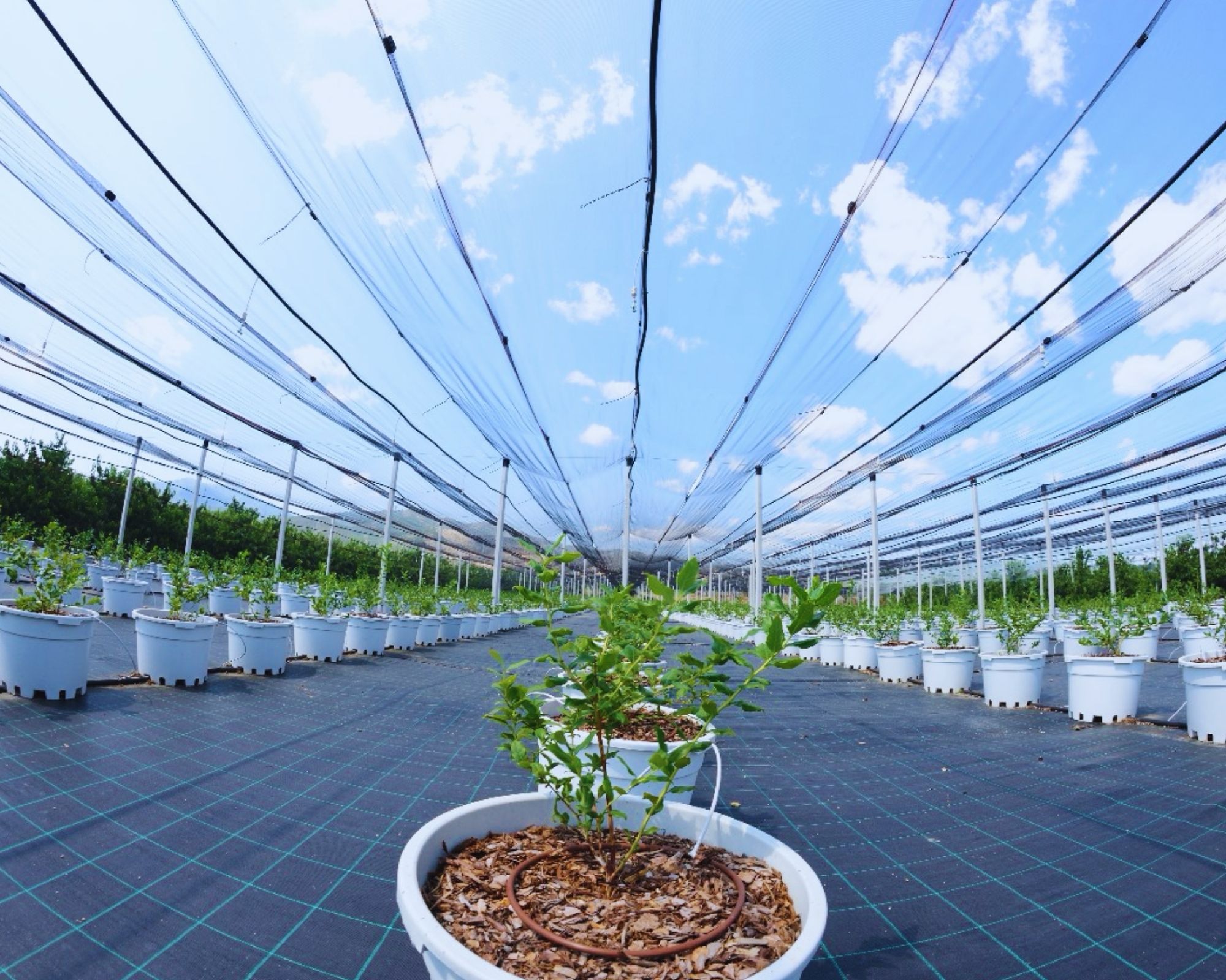 Blueberry growing environment